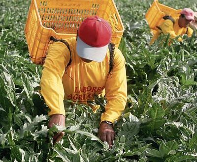 Agroexportadores evalúan migrar sus cultivos a Colombia, México y Brasil