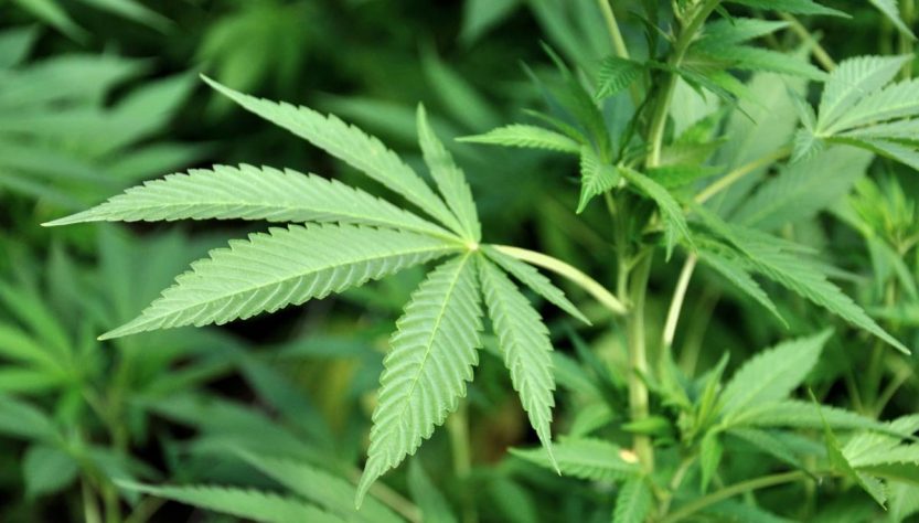 El boom del cannabis en Latinoamérica