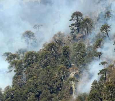 Pánico en Chile por el incendio masivo de propiedades en el sur