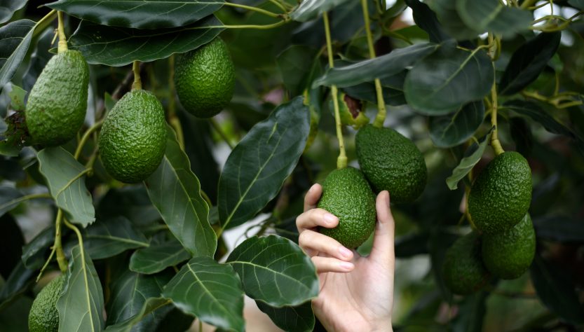 Estados Unidos suspendió importaciones de aguacate de México