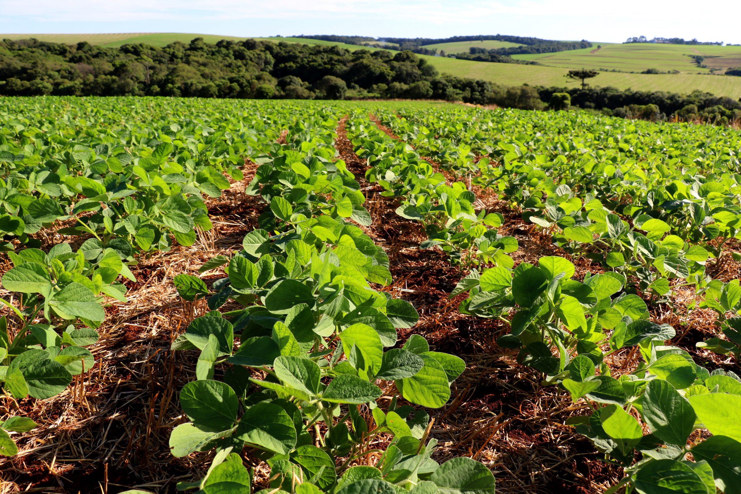 El Congreso de Brasil aprobó polémico proyecto de agrotóxicos