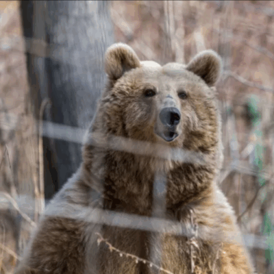 Las otras víctimas de la guerra