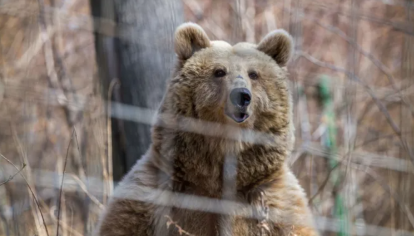 Las otras víctimas de la guerra