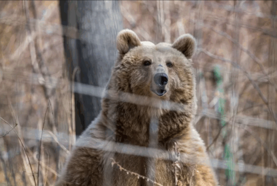 Las otras víctimas de la guerra