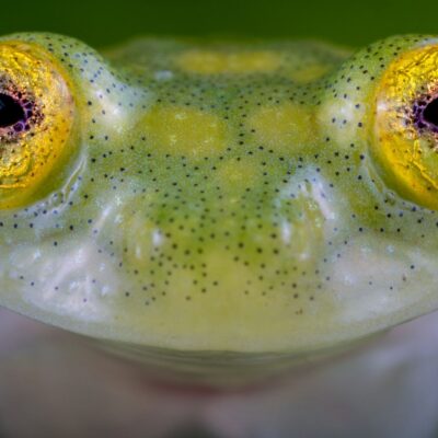 Descubrieron dos nuevas especies de ranas de cristal en Ecuador