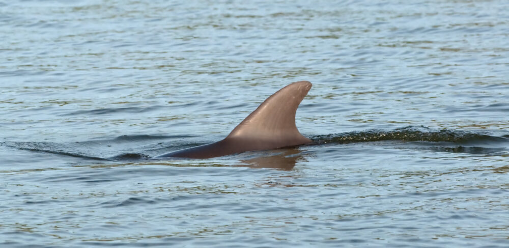 Solo quedan 10 vaquitas marinas en su hábitad