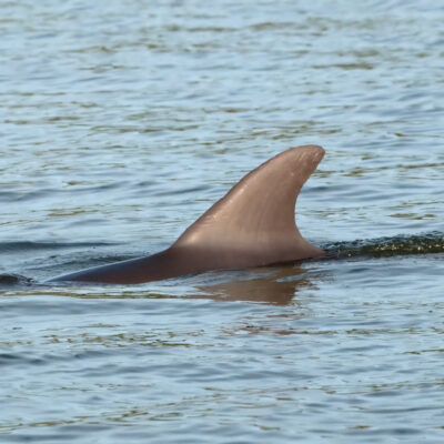 Solo quedan 10 vaquitas marinas en su hábitad