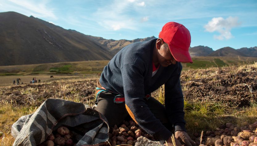 Retraso en la compra de fertilizantes impactará el bolsillo de los peruanos
