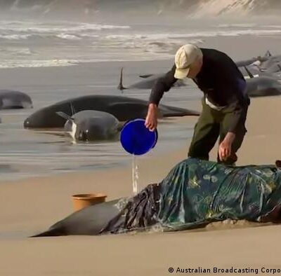 Australia: Encuentran alrededor de 200 ballenas muertas