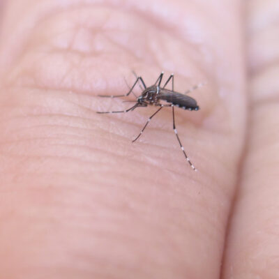 República Dominicana toma medidas ante el aumento del dengue