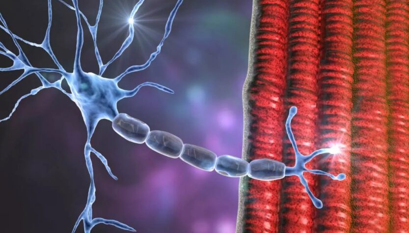 Científicos desarrollan posible cura para la esclerosis lateral amiotrófica