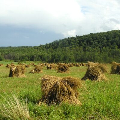 Comunidades agrícolas latinas enfrentan nuevas tensiones migratorias en los Estados Unidos