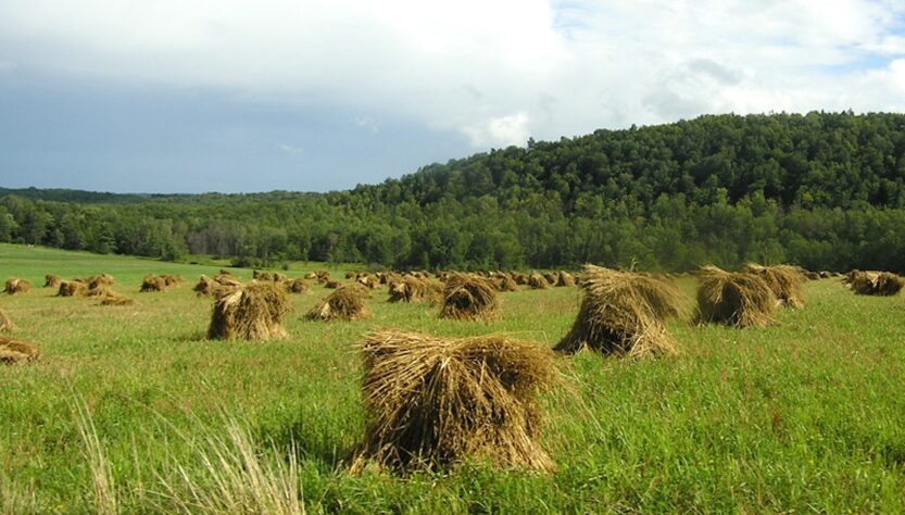 Comunidades agrícolas latinas enfrentan nuevas tensiones migratorias en los Estados Unidos