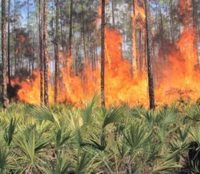 Innovación Argentina: Crean un Sistema de Inteligencia Artificial contra Incendios Forestales Implementado en 19 Países