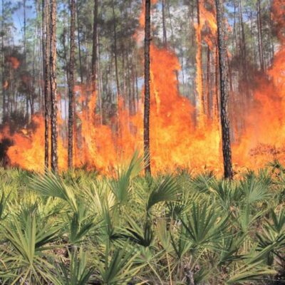 Innovación Argentina: Crean un Sistema de Inteligencia Artificial contra Incendios Forestales Implementado en 19 Países