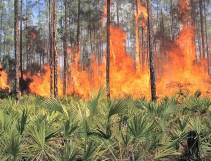 Innovación Argentina: Crean un Sistema de Inteligencia Artificial contra Incendios Forestales Implementado en 19 Países