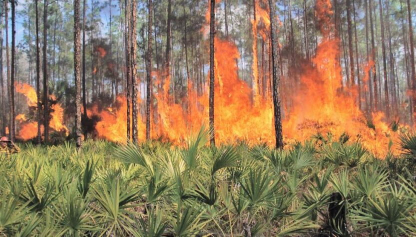 Innovación Argentina: Crean un Sistema de Inteligencia Artificial contra Incendios Forestales Implementado en 19 Países