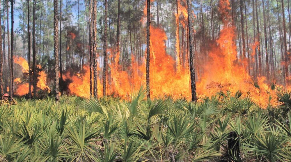 Innovación Argentina: Crean un Sistema de Inteligencia Artificial contra Incendios Forestales Implementado en 19 Países