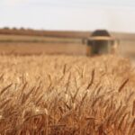 El Gobierno Argentino Oficializa la Baja de Retenciones a Granos y Subproductos Agrícolas